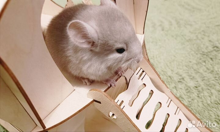 Шиншиллята