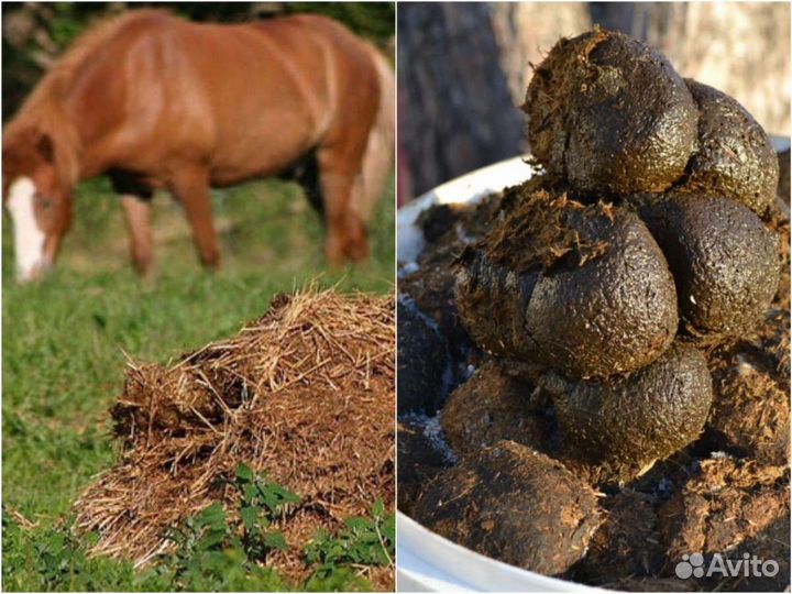 Навоз перегной конский