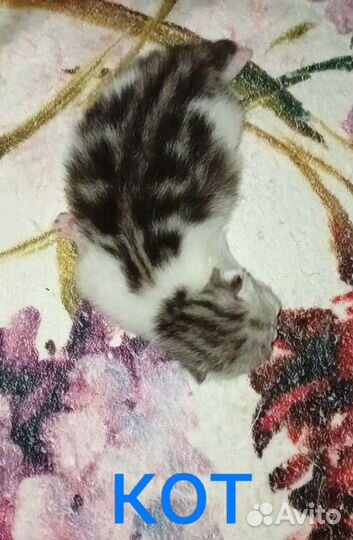 Родились шотландские котята