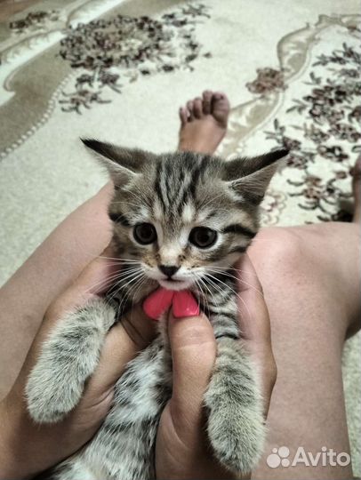 Котята