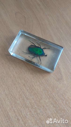 Насекомые в эпоксидной смоле