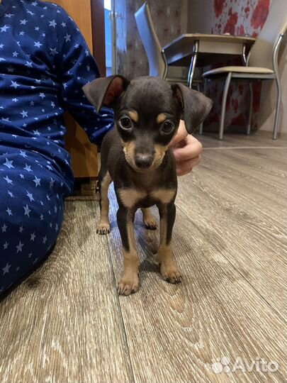 Той-терьер щенки