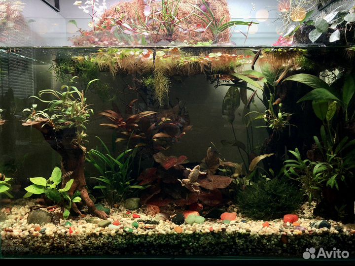 Аквариум-палюдариум, 80 л