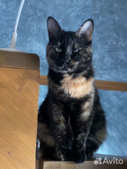 Самая ласковая трехцветная кошка ждет 2 года