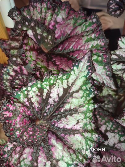 Бегония декоративно лиственная