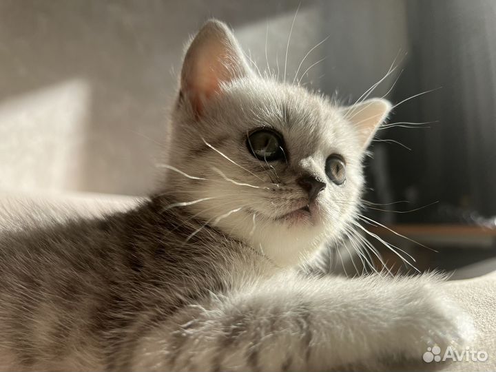 Шотландский котёнок прямоухий