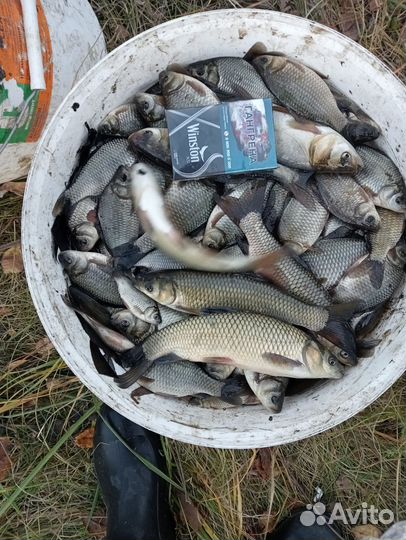 Живая рыба карась живец