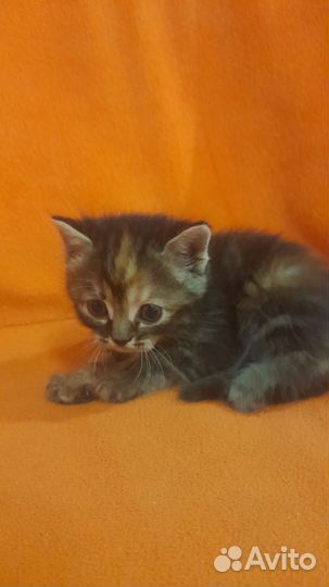 Персидская кошка