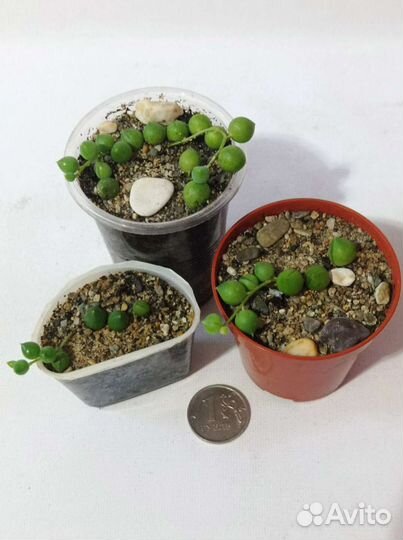 Суккуленты-Сенецио - 6 видов