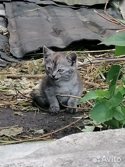 Котёнок ищет дом