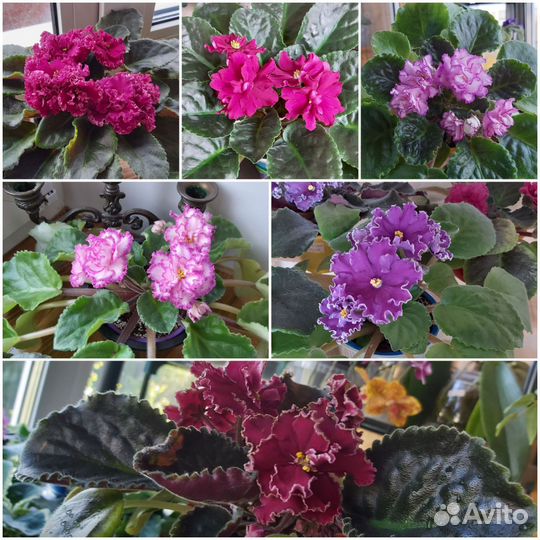 Листики сортовых фиалок