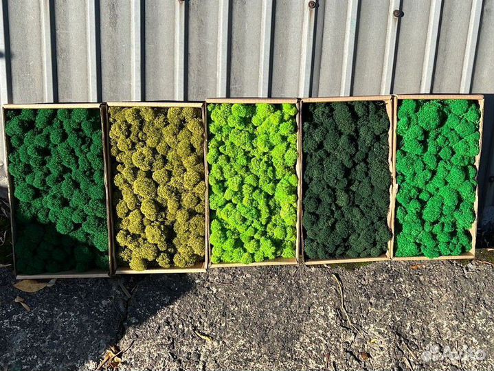 Стабилизированный мох ягель, кочка, пластовой