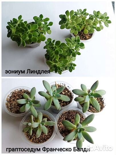 Флорариум суккуленты