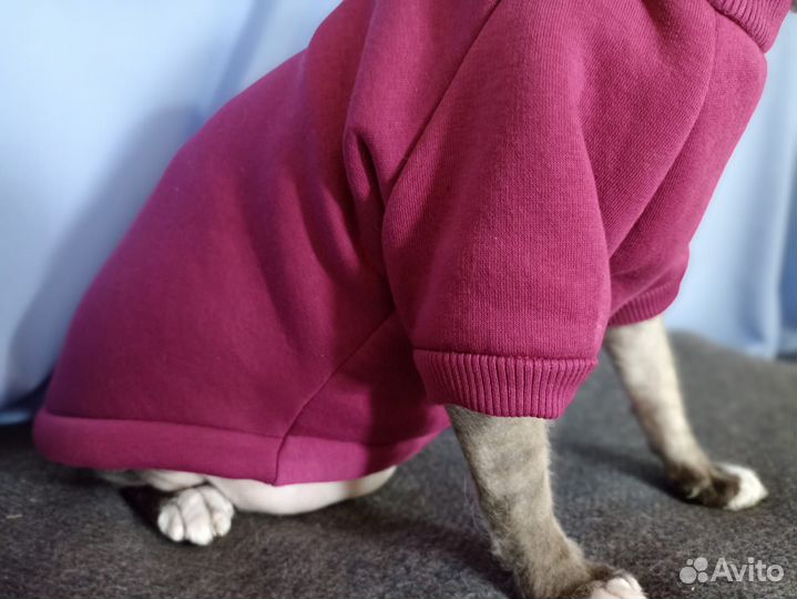 Одежда для кошек сфинкс