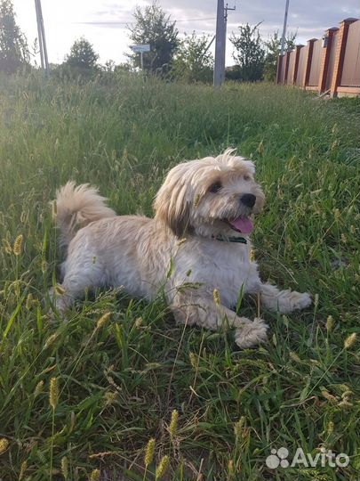 Маленький песик в добрые руки