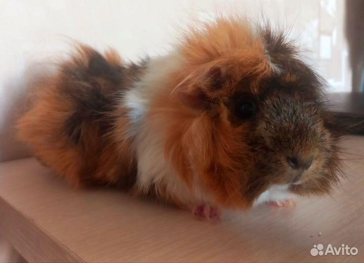 Морская свинка