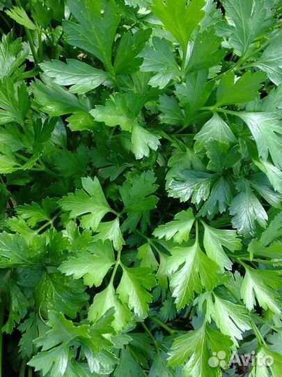 Петрушка свежая,мелисса мята сельдерей