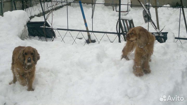 Щенки английского кокер спаниеля