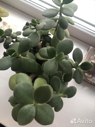 Цветок толстянка