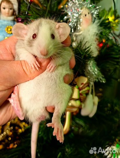 Крысята/ крыса/Дамбо/Рекс/клетка/доставка