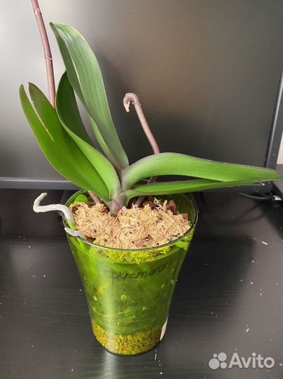 Орхидея биглип салатовый, тестовый