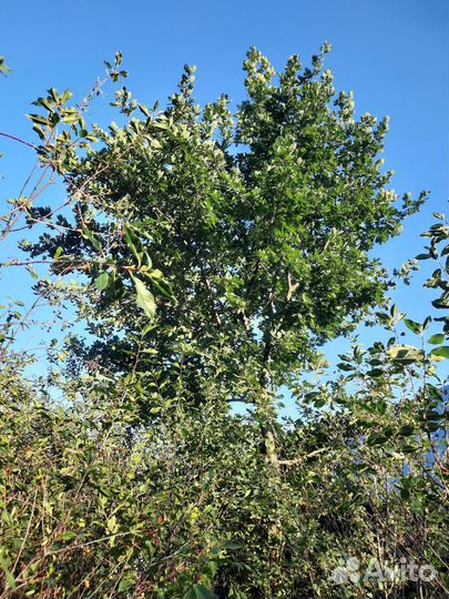 Саженцы дуба