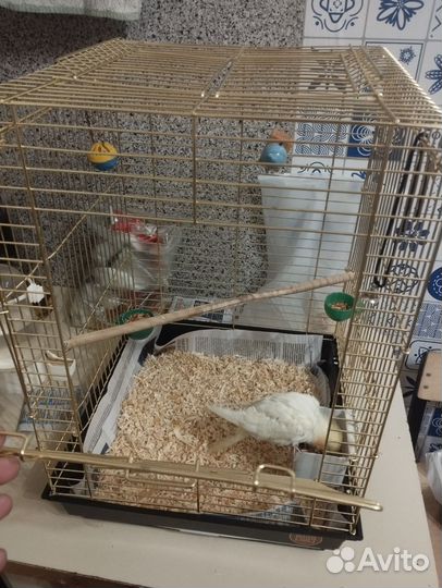 Попугай корелла с клеткой