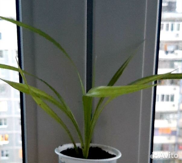 Панданус, хлорофитум кудрявый Бонни