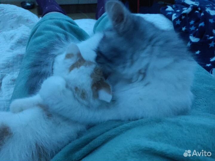 Рыжий котенок мальчик 2 месяца (или больше)