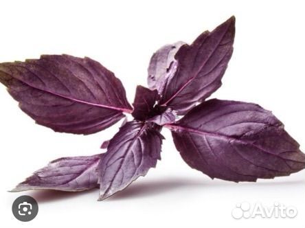Базилик фиолетовый