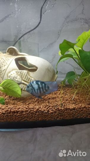 Сапфировый попугай