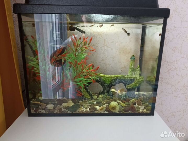 Аквариум