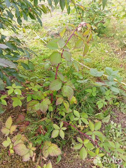 Ежемалина бесшипая