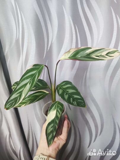 Строманта Оппенгейма триколор