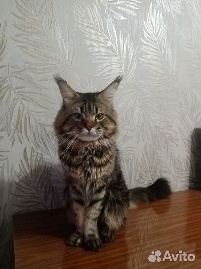 Котята мейн-кун