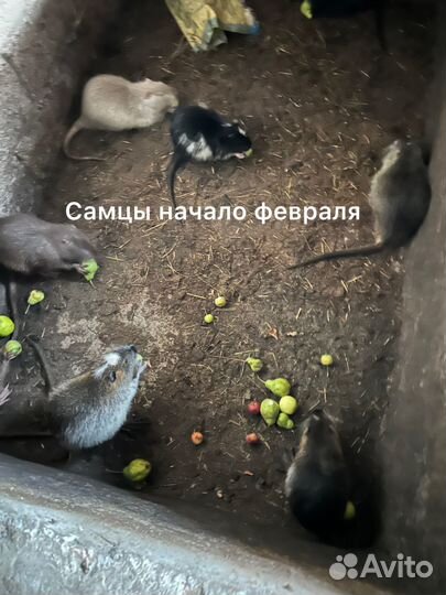 Нутрии живым весом