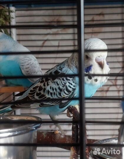 Волнистые попугаи птенцы получехи