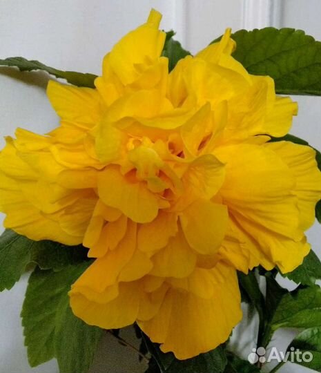 Гибискус сорт Koenig