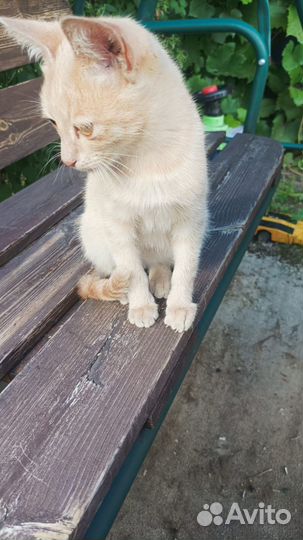 Котенок мальчик