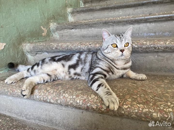 Кот в добрые руки даром бесплатно