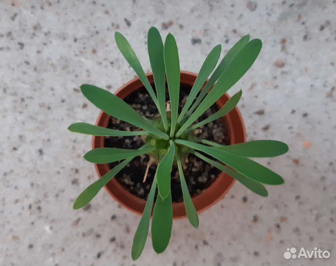 Эуфорбия Euphorbia japonica