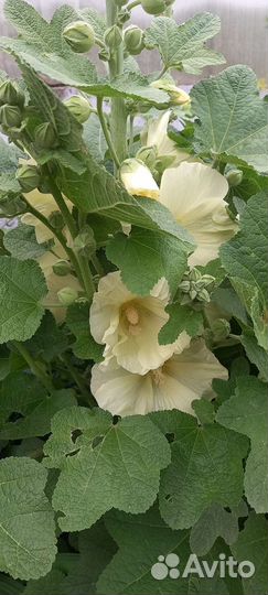 Мальва - шток роза