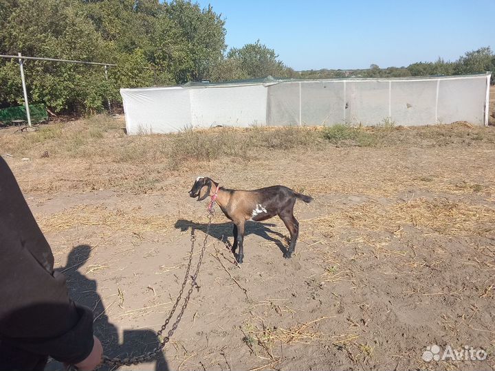 Козлик на племя