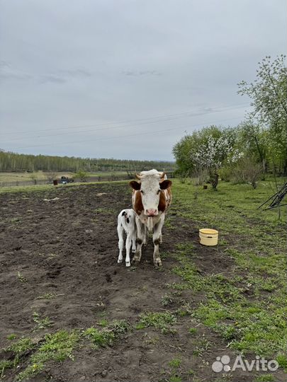 Коровы дойные молочные