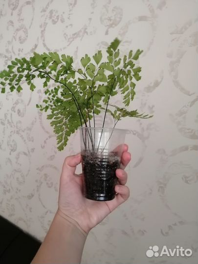 Папоротник адиантум (венерин волос)