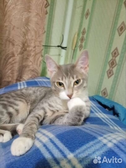 Котик ищет семью