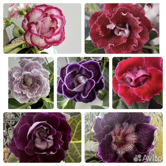 Глоксиния 5 шт. 250