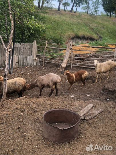 Курдючные бараны овцы