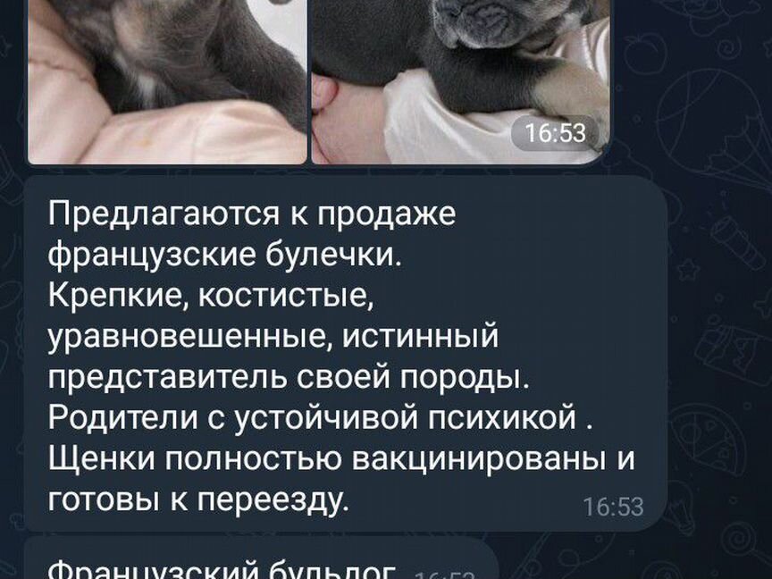 Домашние животные собаки