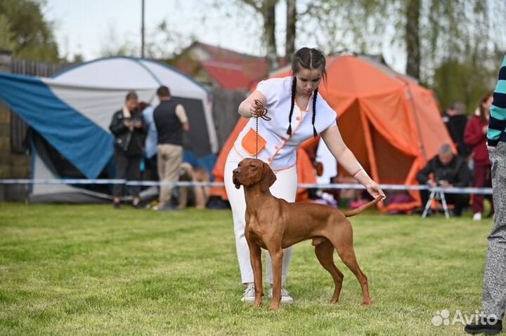 Венгерская выжла